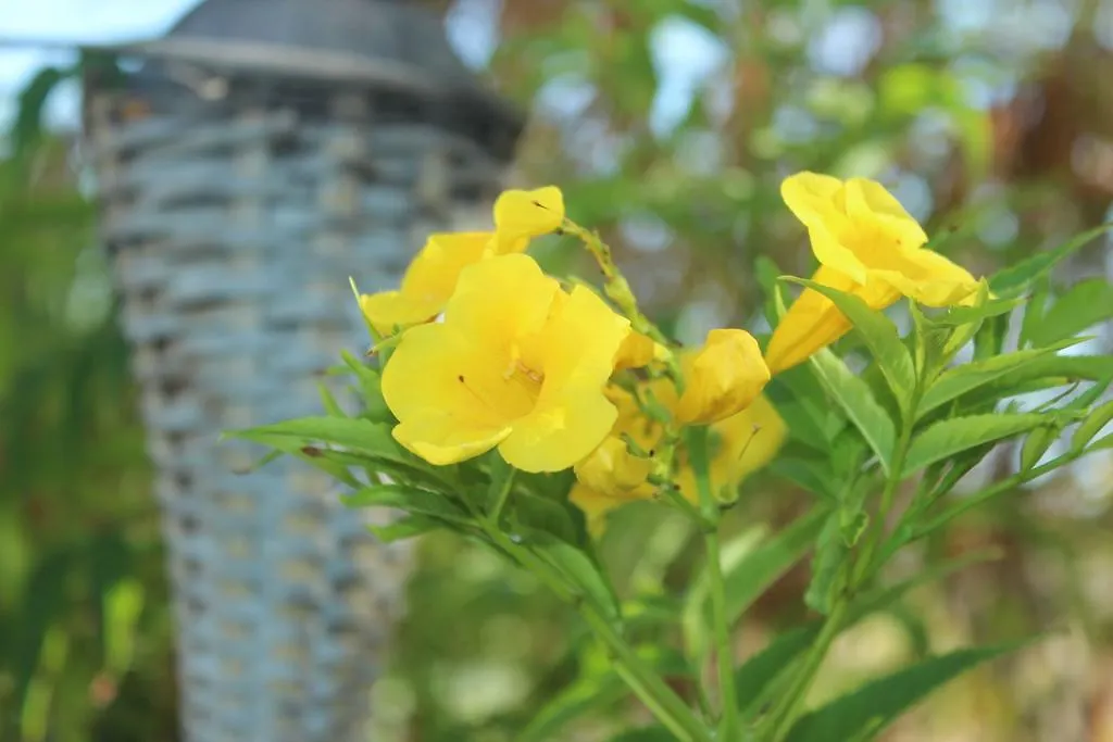 公寓 Casa Zahora Finca Sanjuan Batista 吉亚德索拉 西班牙